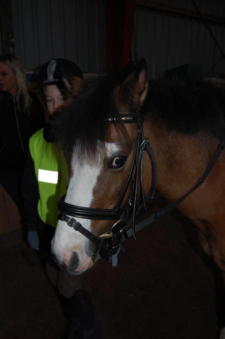 Welsh Pony af Cob-type (sec C) Gavotte`s Cathrien billede 19