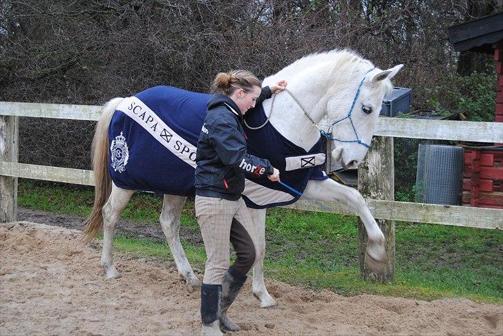 Lipizzaner Tasya - Når du bruger dit kropssprog overfor hesten, vil den også bruge sit overfor dig. billede 2