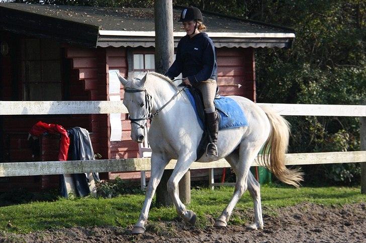 Lipizzaner Tasya - 2 # Cille og Tasya´s første galop, D 12 oktober 2010. Tror du lige jeg har lov til at være stolt:) vi er kommet langt sammen. Foto: Jeanett billede 3