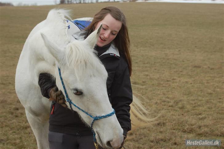 Lipizzaner Tasya - 3 # Hun elsker at lægge hoved ned i mine arme, måske får hun ho og så en lille klø tur ud af det. Foto: Sarah B billede 4
