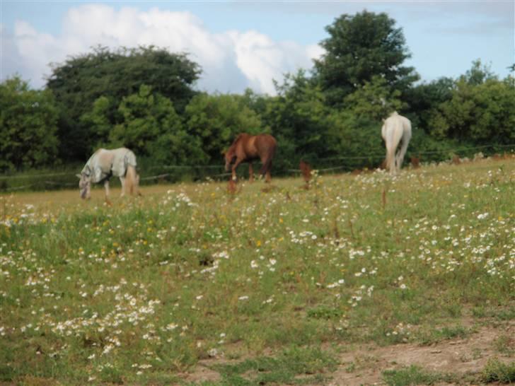 Anden særlig race Casting - Dette billede er taget i sommers (: . Det er Casting, der står i midten. Den lille er min gamle 3´er pony, og den store vores gamle pensionerede vallak (: billede 4