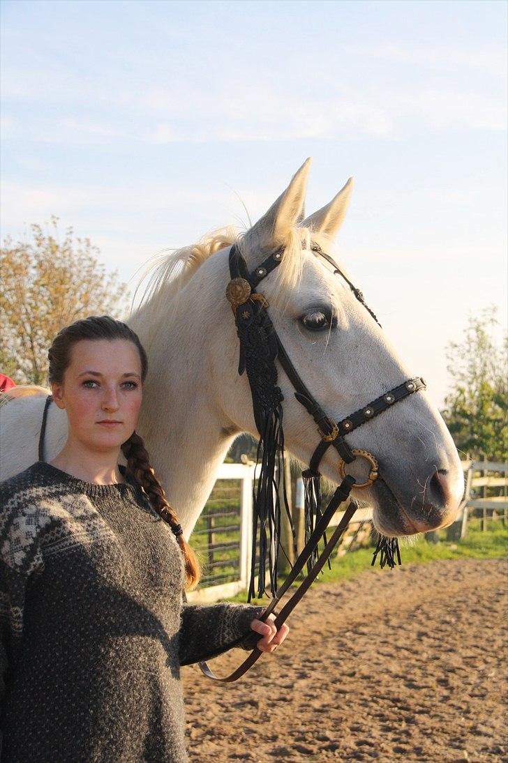 Lipizzaner Tasya - 6 # Tasya du er mit et og alt<3 Foto : Jeanett billede 7