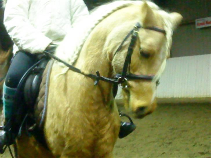 Anden særlig race magic dream  X-part - jeg er ude at ride magic billede 2