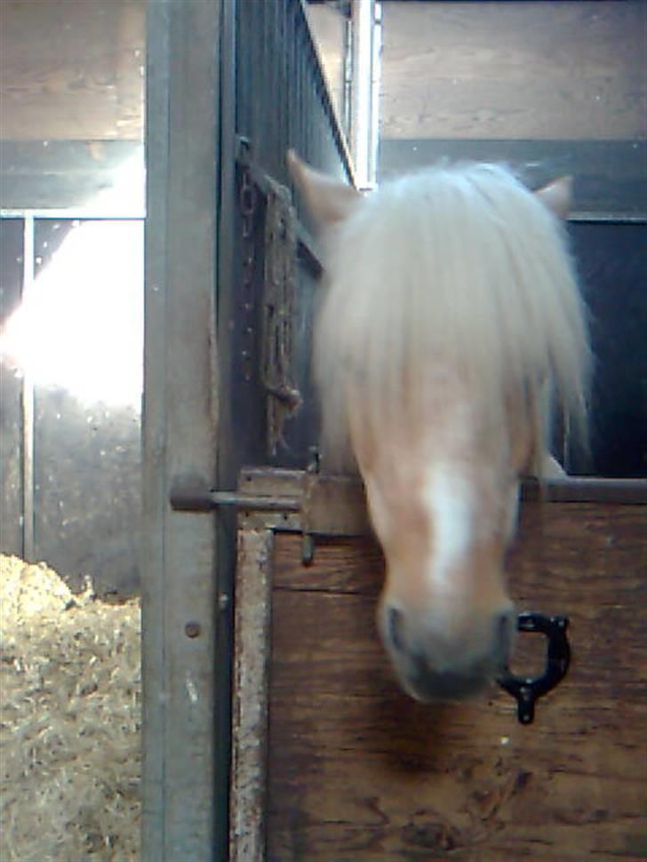 Anden særlig race magic dream  X-part - magic du betyder alt............ og når du står i din boks er du nuser.. :;) billede 3