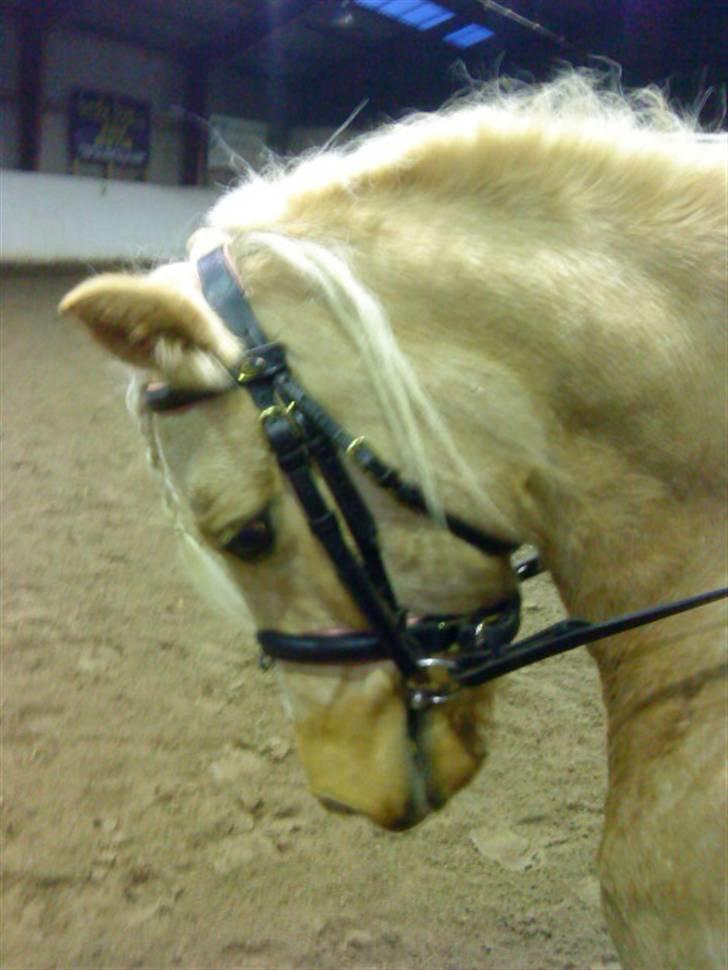 Anden særlig race magic dream  X-part - hun er bare den dejligste pony nogen nogensinde har set billede 6