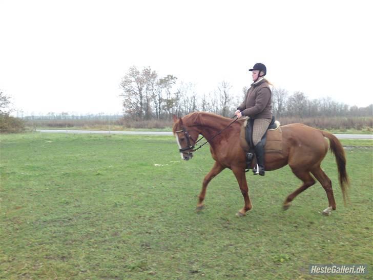 Dansk Varmblod RDH Margot SOLGT billede 9