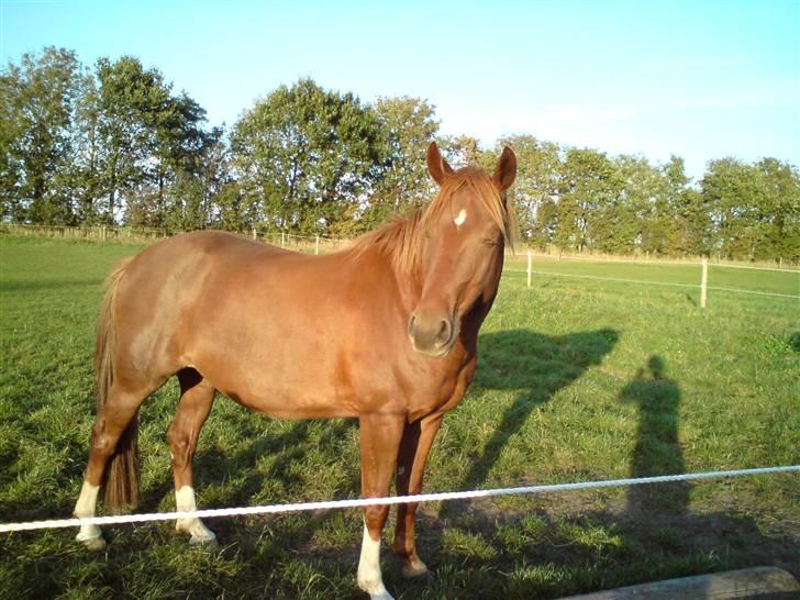 DSP Moonlight- Solgt billede 16