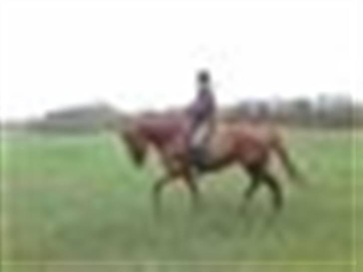 Dansk Varmblod RDH Margot SOLGT billede 10