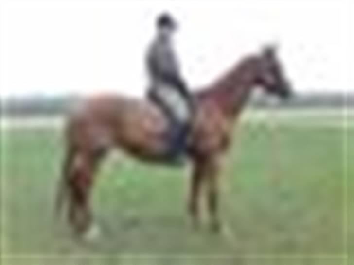 Dansk Varmblod RDH Margot SOLGT billede 12