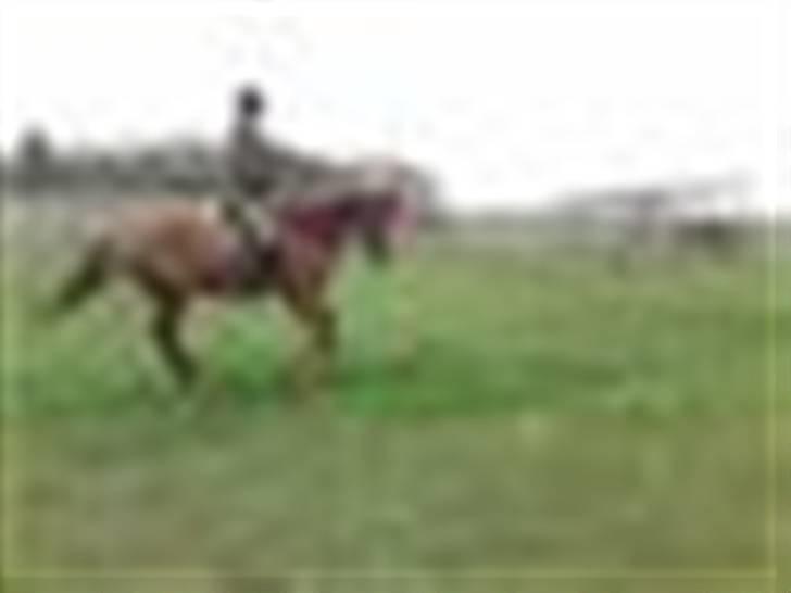 Dansk Varmblod RDH Margot SOLGT billede 13