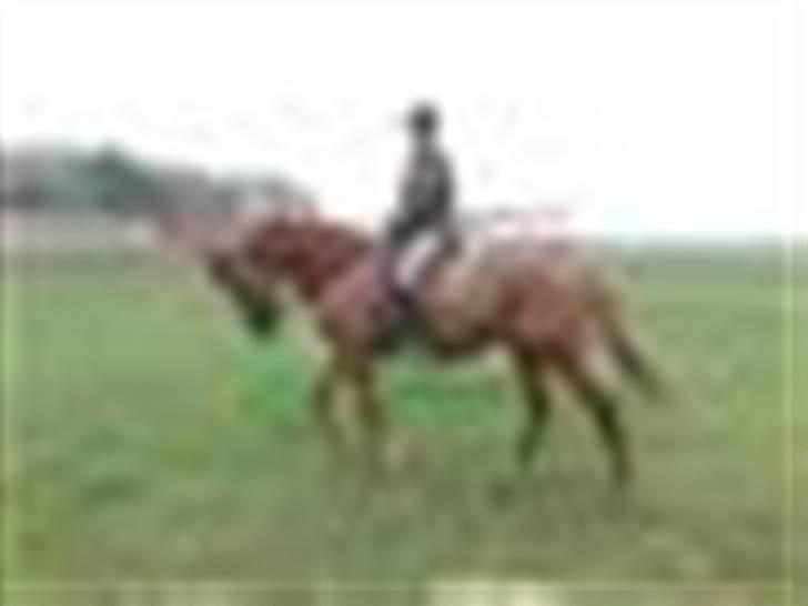 Dansk Varmblod RDH Margot SOLGT billede 14