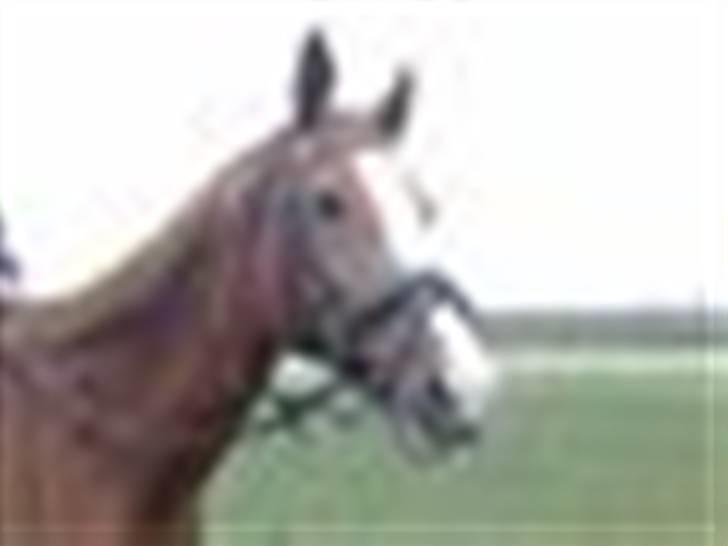 Dansk Varmblod RDH Margot SOLGT billede 15