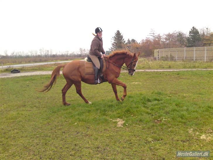 Dansk Varmblod RDH Margot SOLGT billede 16