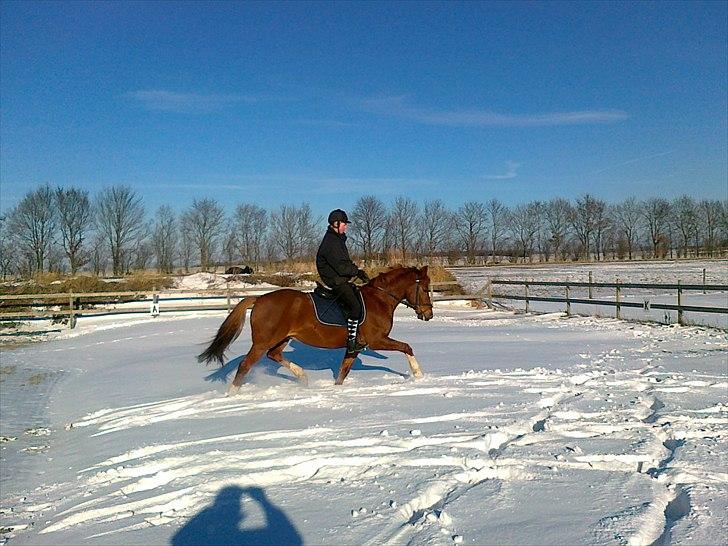 DSP Moonlight- Solgt - Vinterridetur. billede 18