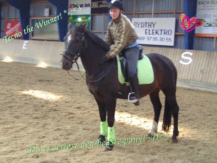 Welsh Cob (sec D) Tecno the Winner - SOLGT! - Nøj! Hvor du fin bette Tecno ;) billede 15