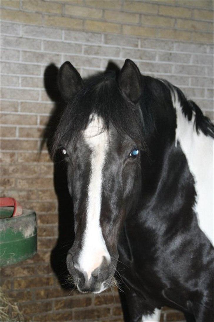 Anden særlig race Lady Di billede 1