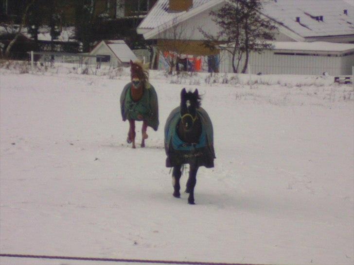 Welsh Cob (sec D) Tecno the Winner - SOLGT! - Tecno & Keebe i sneen :D billede 16