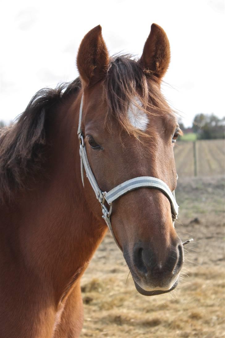 Anden særlig race flash/fersken solgt - ferskens profil billd på hendes boksdør billede 15