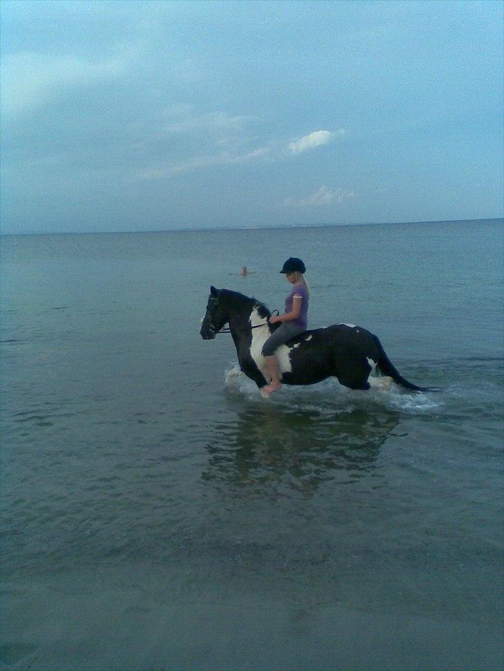 Anden særlig race Lady Di billede 2