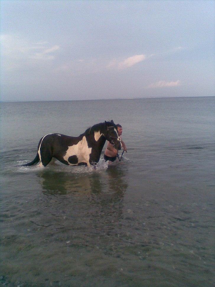 Anden særlig race Lady Di billede 3
