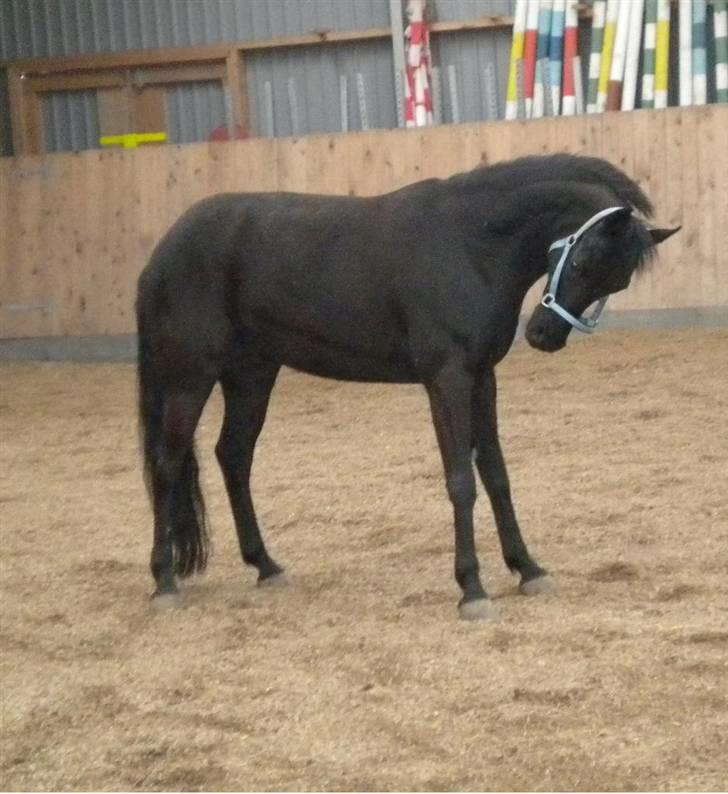 DSP Bethoven af stensnæs B-pony - bimse som er hende i ridehuset og så fik jeg lige et billed af ham sådan her XD billede 10