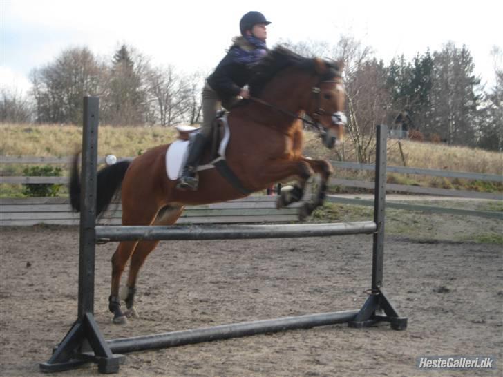 Anden særlig race Zarahby  - foto: tillo billede 9