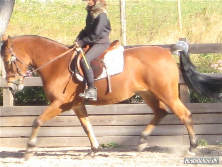 Anden særlig race Zarahby  - lækker pony! foto: tillo billede 10
