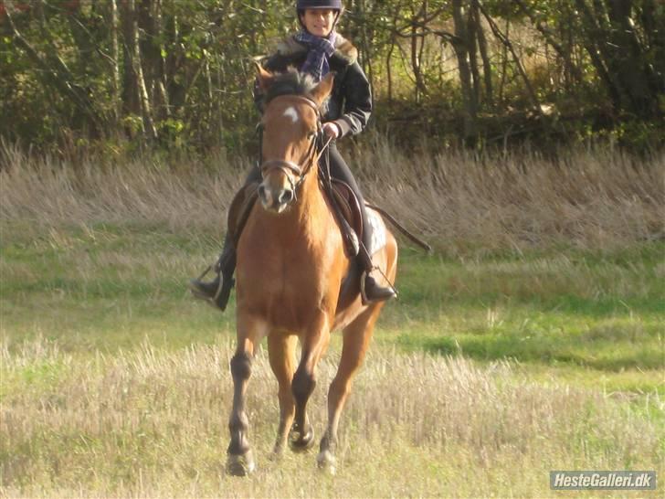 Anden særlig race Zarahby  - galop i stubmarken. foto: tillo billede 11