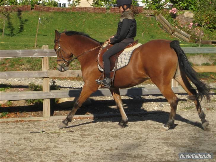Anden særlig race Zarahby  - fin galop foto: tillo billede 12