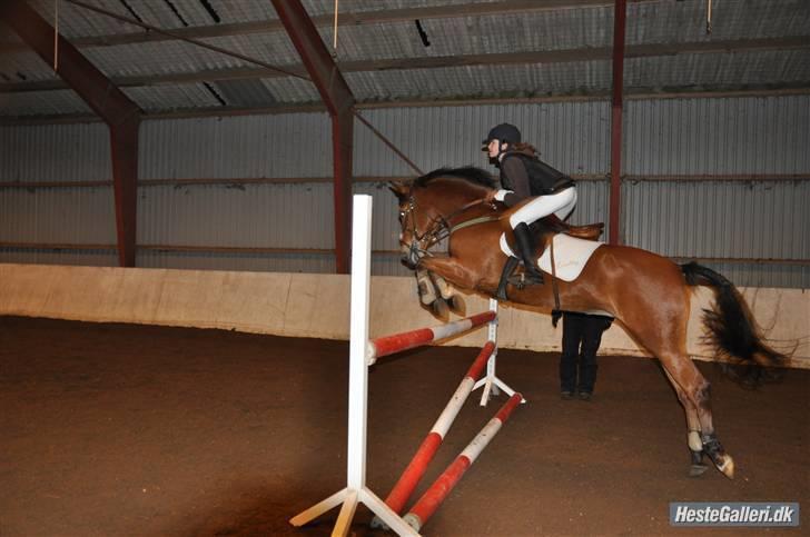 Anden særlig race Zarahby  - opvarmning på HES til sløjfe ;D foto: becca billede 13