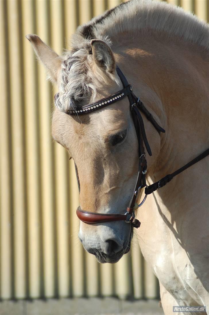 Fjordhest Nick  (SOLGT) - Nick 2008 hos tidliger ejer (har fået lov at låne billedet) billede 1