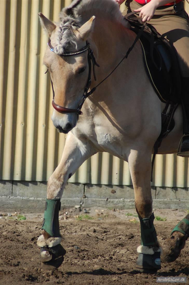 Fjordhest Nick  (SOLGT) - Nick 2008 med tidlger ejer (har fået lov og låne billedet) billede 4