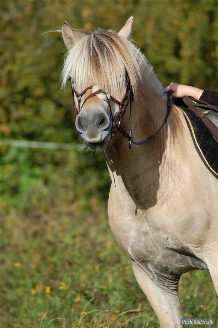 Fjordhest Nick  (SOLGT) - Smukke Nick (har fået lov at låne billedet) billede 6