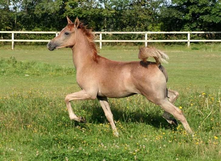 Arabisk fuldblod (OX) Wish me luck´s Al Sherif billede 1