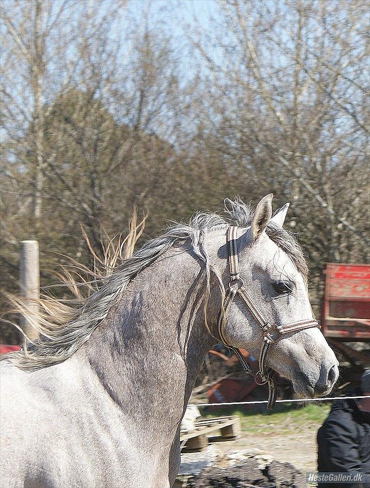 Arabisk fuldblod (OX) Wish me luck´s Al Sherif billede 4