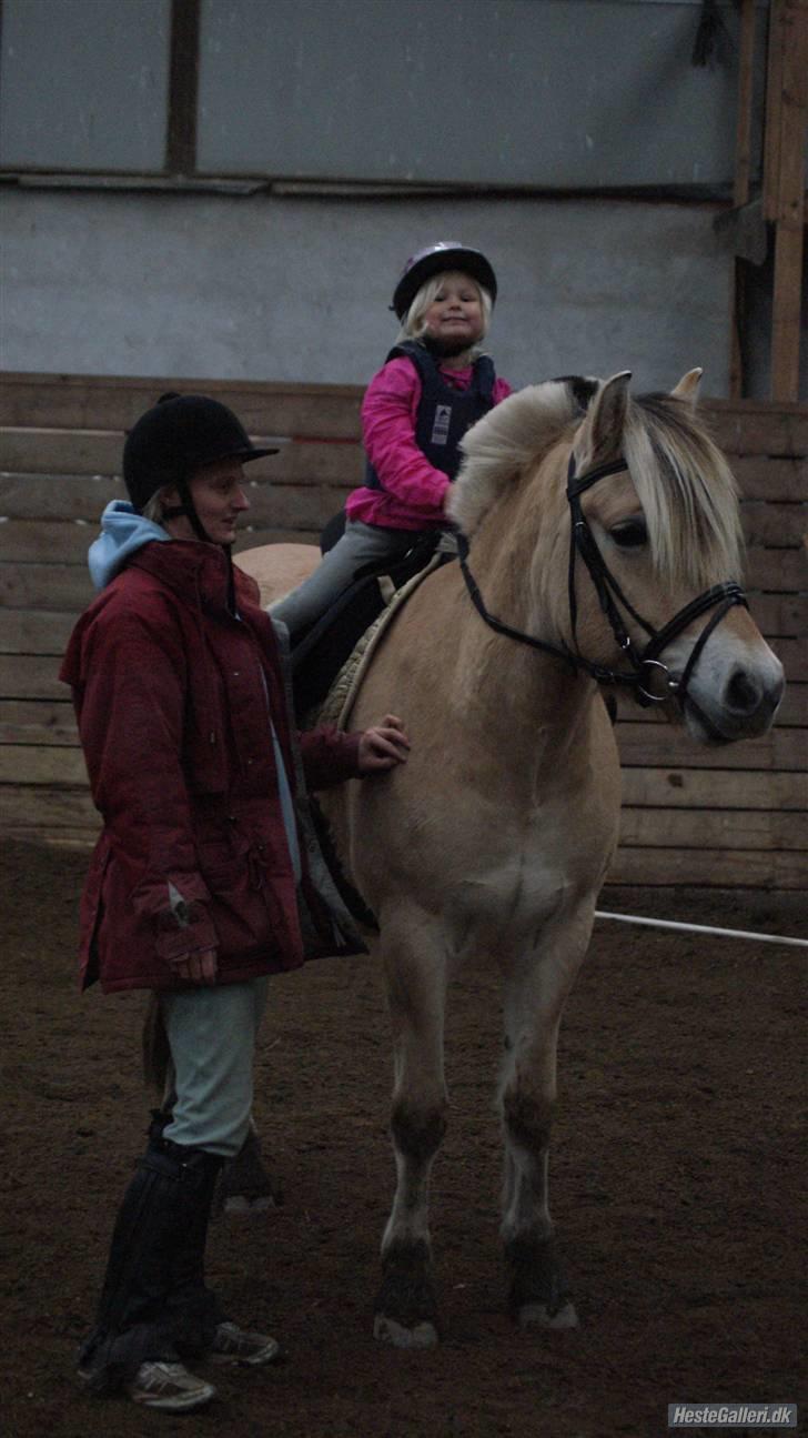 Fjordhest Nick  (SOLGT) - Se min smukke NIck, han KOM virkelig hjem til lise-lotte billede 13