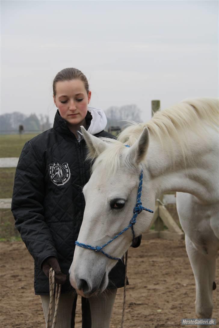 Lipizzaner Tasya - 8  # Ren hygge, det er så dejligt at blive nusset. Foto : Jannie billede 8