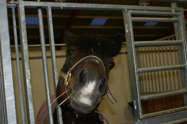 New Forest Mister Malthe ELITEHINGST - Mad?? billede 5