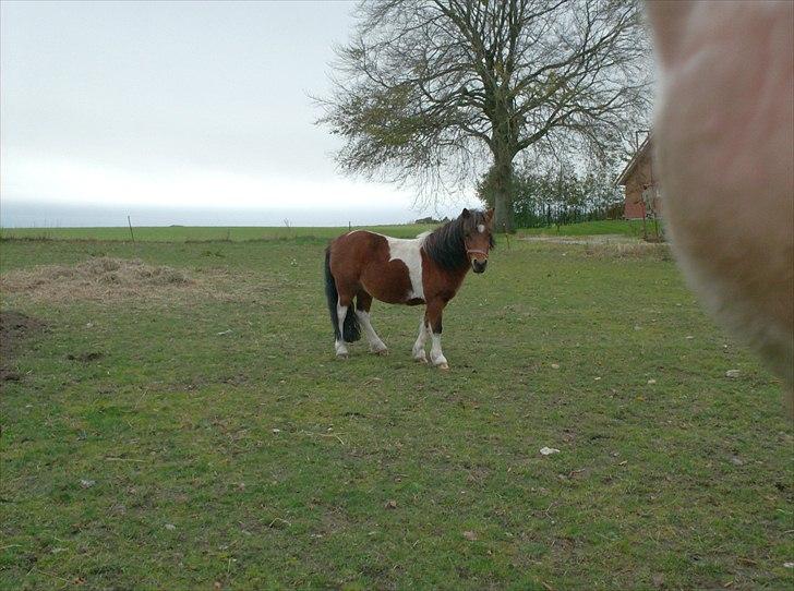 Anden særlig race Bella ( solgt ) billede 6
