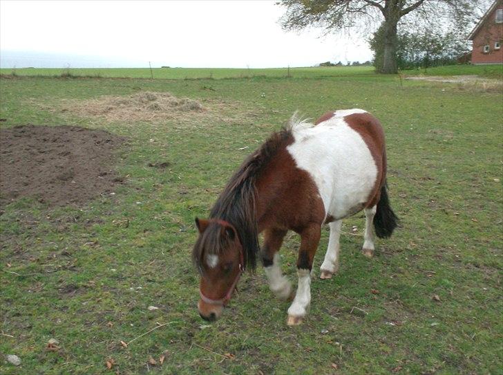 Anden særlig race Bella ( solgt ) billede 7