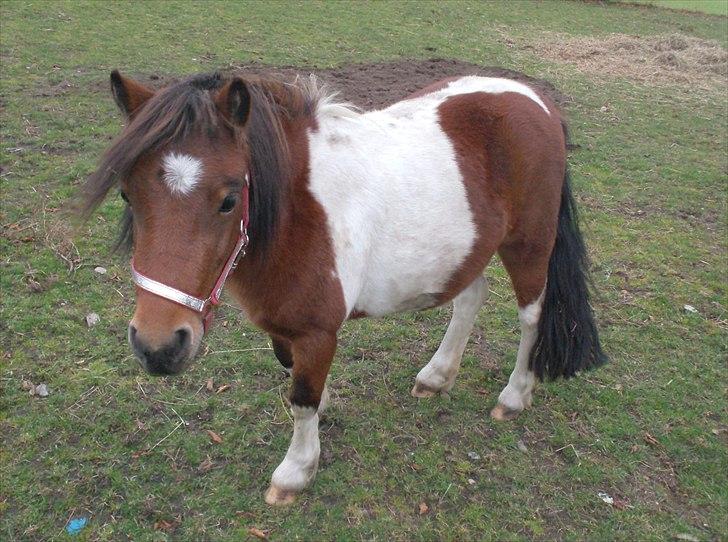 Anden særlig race Bella ( solgt ) billede 8