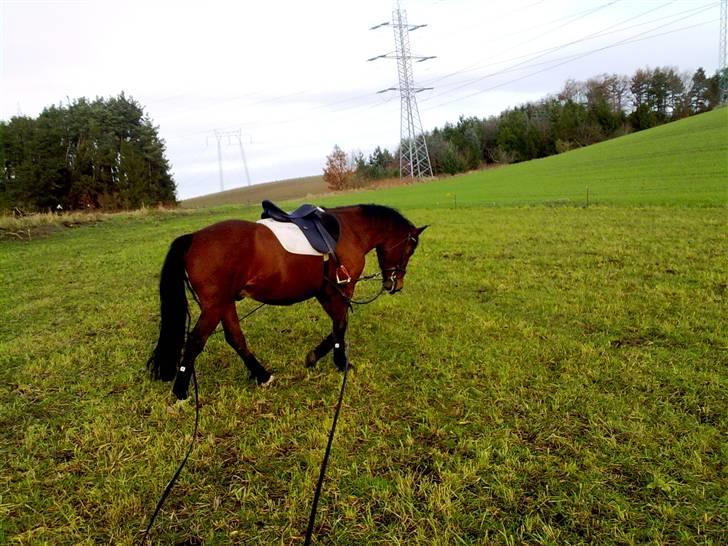 Anden særlig race Cherif ( solgt ) - så har jeg fået mit nye ryg underlag på, synes det styrker min ryg godt billede 20