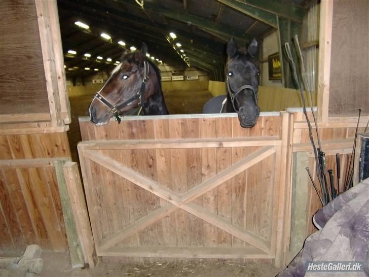 Anden særlig race Domingo billede 7