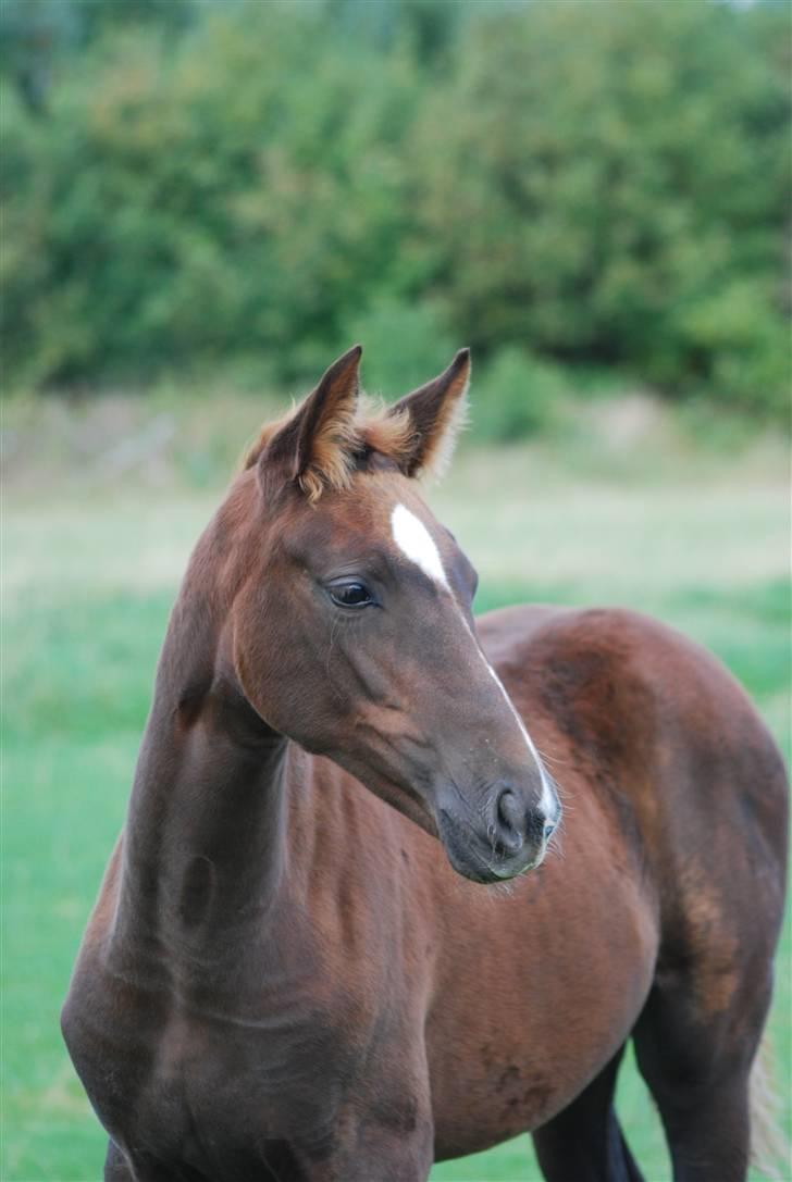 Hannoveraner Quite Divine Roest - 3 mdr billede 12