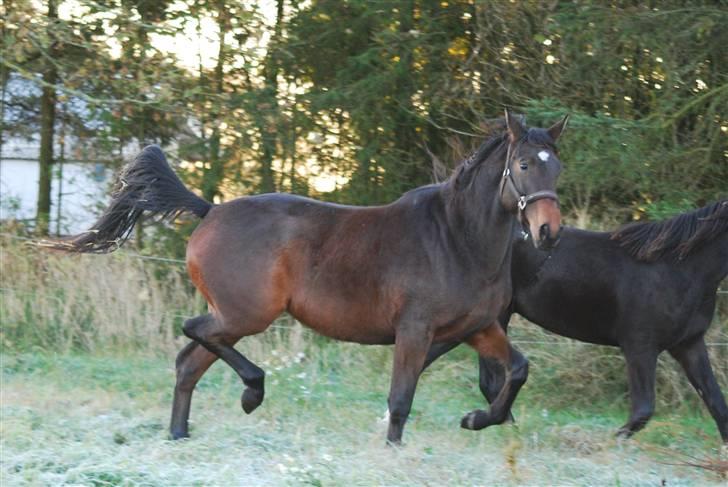 Dansk Varmblod Shelley Roest SOLGT - Vinteren 2009 billede 12