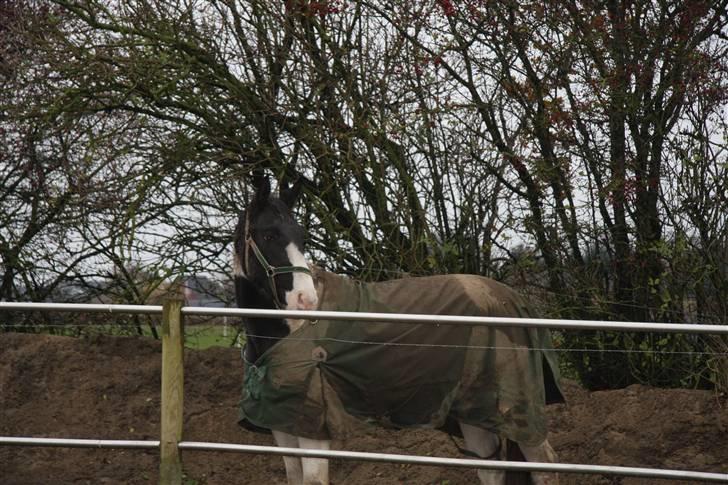 Pinto KIJEANS MADONNA - Velkommen til Madonnas profil. En Beskidt plag på Fold. ;-) billede 1