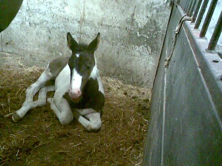 Pinto KIJEANS MADONNA - Trætte Donna. billede 3