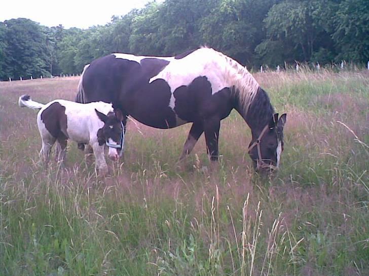 Pinto KIJEANS MADONNA - Fold med sin mor. billede 5