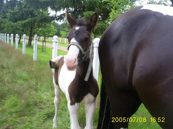 Pinto KIJEANS MADONNA - Vinderslevholm 07. billede 6