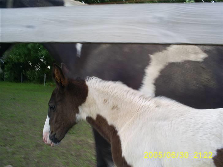 Pinto KIJEANS MADONNA - Fold. billede 7